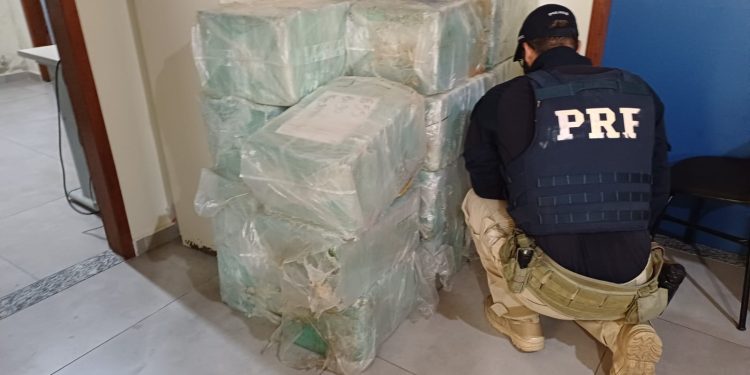 PRF fareja maconha em carga e apreende 600 kg escondidos em caminhão na Dutra