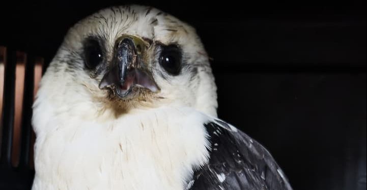 Ave rara ameaçada de extinção é resgatada após se chocar contra caminhão em Barra do Piraí