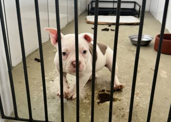 Justiça garante à Prefeitura de Volta Redonda tutela de cães resgatados de canil irregular