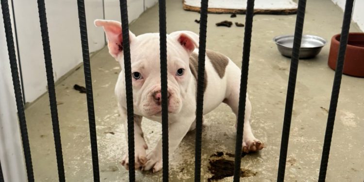 Justiça garante à Prefeitura de Volta Redonda tutela de cães resgatados de canil irregular