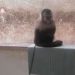 PM Ambiental do Rio resgata macaco-prego acorrentado