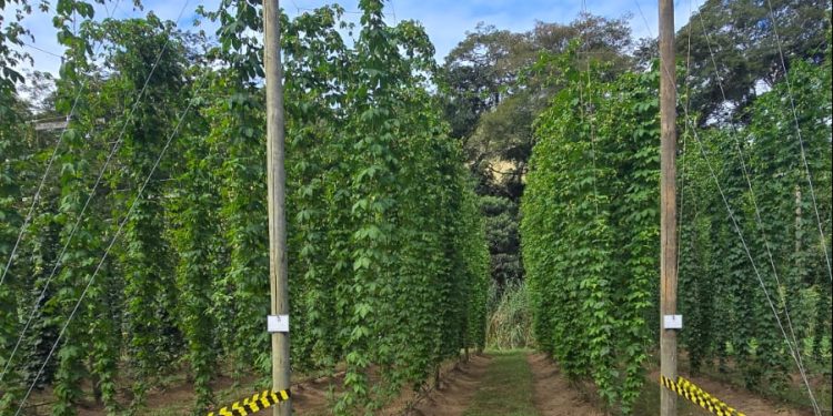 Pesquisa da PUC aponta potencial do lúpulo e turismo cervejeiro para impulsionar destinos fluminenses