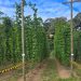 Pesquisa da PUC aponta potencial do lúpulo e  turismo cervejeiro para impulsionar destinos fluminenses