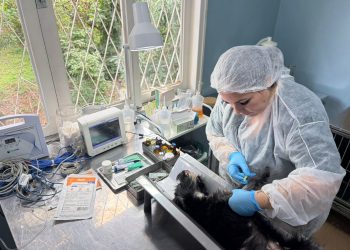 UBS PET realiza 230 cirurgias desde sua inauguração e amplia acesso ao atendimento veterinário gratuito em Barra do Piraí