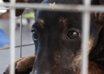 Barra do Piraí receberá campanha gratuita de vacinação para cães e gatos