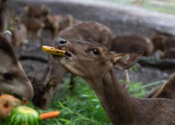 Zoo de Volta Redonda terá visitas noturnas gratuitas durante o mês de julho