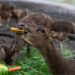 Zoo de Volta Redonda terá visitas noturnas gratuitas durante o mês de julho