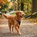 Estado do Rio terá o ‘Programa Laço Amarelo’ para cães que precisam de atenção especial