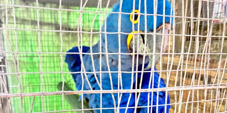 PF prende suspeito de tráfico de animais silvestres em Niterói