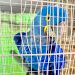 PF prende suspeito de tráfico de animais silvestres em Niterói