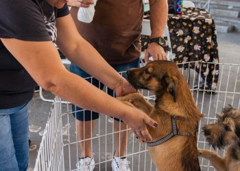 Um novo começo: campanha de adoção transforma a vida de pets em Barra do Piraí