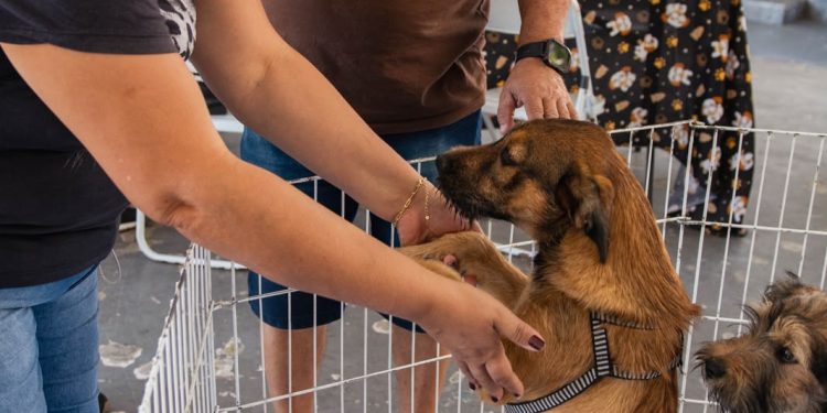 Um novo começo: campanha de adoção transforma a vida de pets em Barra do Piraí