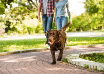 Passeios e brincadeiras ajudam a fortalecer vínculo entre cães e tutores
