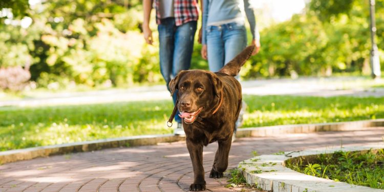 Passeios e brincadeiras ajudam a fortalecer vínculo entre cães e tutores