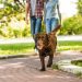 Passeios e brincadeiras ajudam a fortalecer vínculo entre cães e tutores