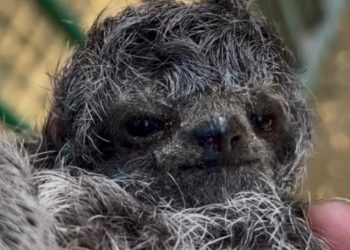 Filhote de bicho-preguiça nasce em Barra Mansa