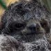 Filhote de bicho-preguiça nasce em Barra Mansa