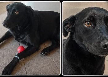 Família procura cachorro desaparecido em Volta Redonda