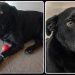 Família procura cachorro desaparecido em Volta Redonda