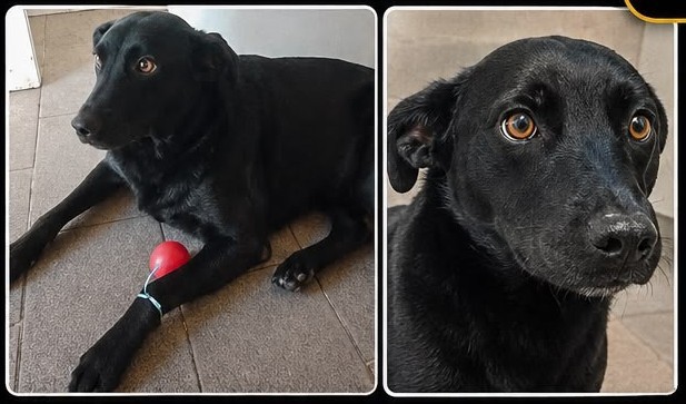 Família procura cachorro desaparecido em Volta Redonda