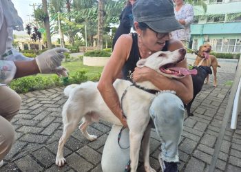 Vassouras e Paty do Alferes recebem vacinação gratuita para cães e gatos neste sábado