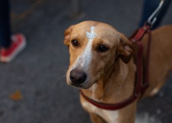 Volta Redonda começa vacinação antirrábica de cães e gatos neste sábado