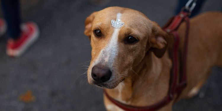 Volta Redonda começa vacinação antirrábica de cães e gatos neste sábado