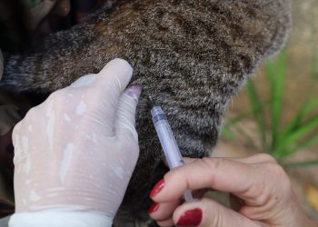 Campanha antirrábica ultrapassa 10 mil animais vacinados em Barra do Piraí