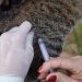 Campanha antirrábica ultrapassa 10 mil animais vacinados em Barra do Piraí
