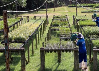 Cedae e Prefeitura de Vassouras vão restaurar área de Mata Atlântica equivalente a 21 campos de futebol