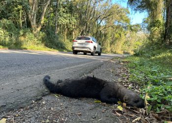 Morte de irara expõe risco para animais silvestres na RJ-157