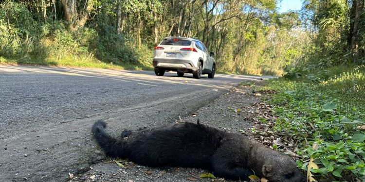 Morte de irara expõe risco para animais silvestres na RJ-157