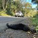 Morte de irara expõe risco para animais silvestres na RJ-157