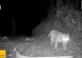 Parque Nacional do Itatiaia registra 38 espécies de animais em monitoramento
