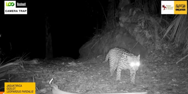 Parque Nacional do Itatiaia registra 38 espécies de animais em monitoramento