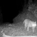 Parque Nacional do Itatiaia registra 38 espécies de animais em monitoramento
