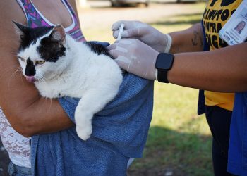 Volta Redonda vacina 5,6 mil cães e gatos contra a raiva na 1ª etapa da campanha