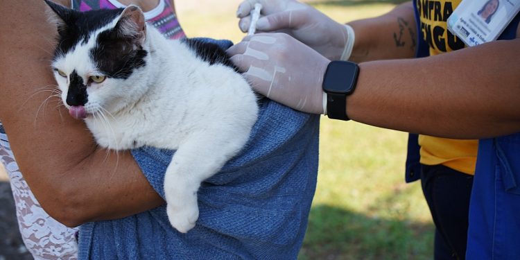 Volta Redonda vacina 5,6 mil cães e gatos contra a raiva na 1ª etapa da campanha
