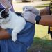 Volta Redonda vacina 5,6 mil cães e gatos contra a raiva na 1ª etapa da campanha