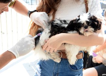 Barra Mansa terá vacinação antirrábica gratuita para cães e gatos em setembro