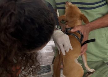Praça Brasil terá vacinação gratuita de cães e gatos neste fim de semana em Volta Redonda