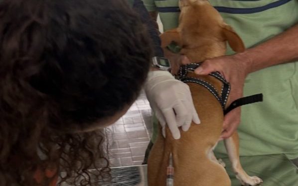 Praça Brasil terá vacinação gratuita de cães e gatos neste fim de semana em Volta Redonda