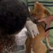 Praça Brasil terá vacinação gratuita de cães e gatos neste fim de semana em Volta Redonda