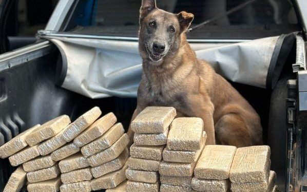 PF prende homem com 40 kg de pasta base de cocaína em Piraí