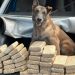 PF prende homem com 40 kg de pasta base de cocaína em Piraí