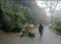 Guarda-parques desobstruem RJ-161 após queda de árvore em Resende
