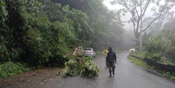 Guarda-parques desobstruem RJ-161 após queda de árvore em Resende