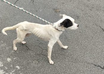Idosa de 71 anos e cão vítima de maus-tratos são resgatados em Volta Redonda