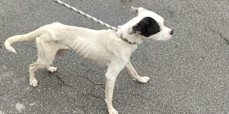 Idosa de 71 anos e cão vítima de maus-tratos são resgatados em Volta Redonda