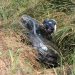 Carro capota durante fuga na Dutra, em BM; PRF apreende 232 kg de maconha